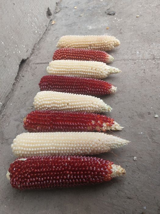 Продам поп корн в зернах