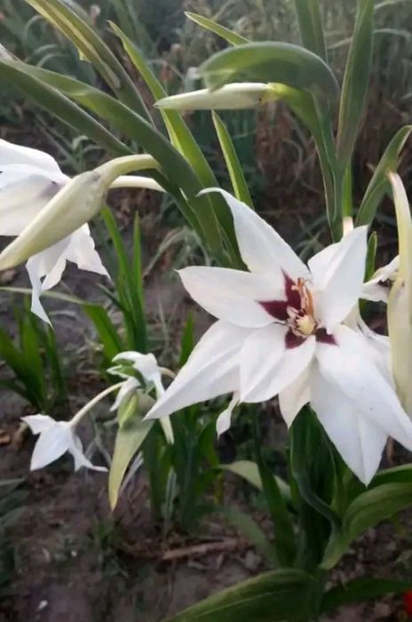 Продам гладіолус Мюррея (ацидантера)