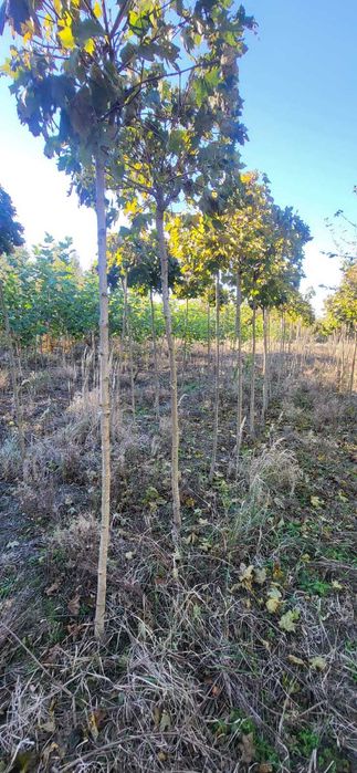 klon lipa brzoza robinia dąb drzewa alejowe  do nasadzen zastępczych