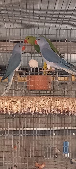 Ring necks adultos e novos. Várias mutações , CCs e / CC