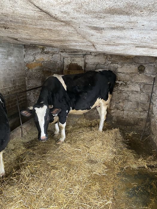 Продам телицю. Породи Голштин.