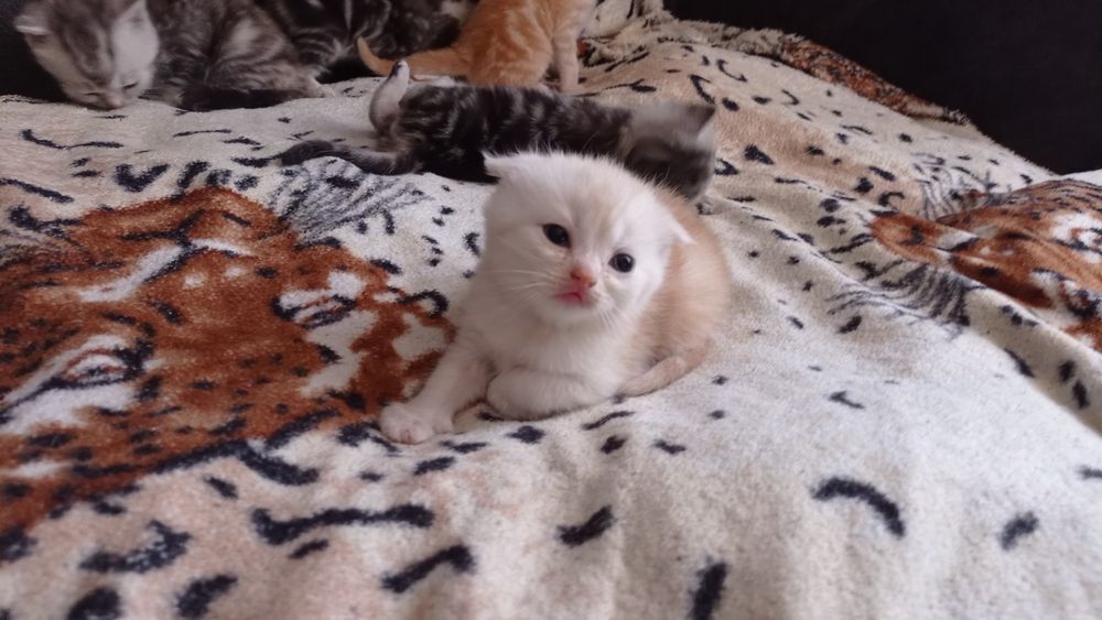 Шотландські кошенята