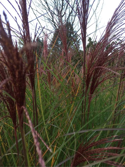 Trawy arundo donax, miskant, zebrinus, rozplenica