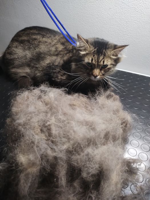 Грумер ліцензований.