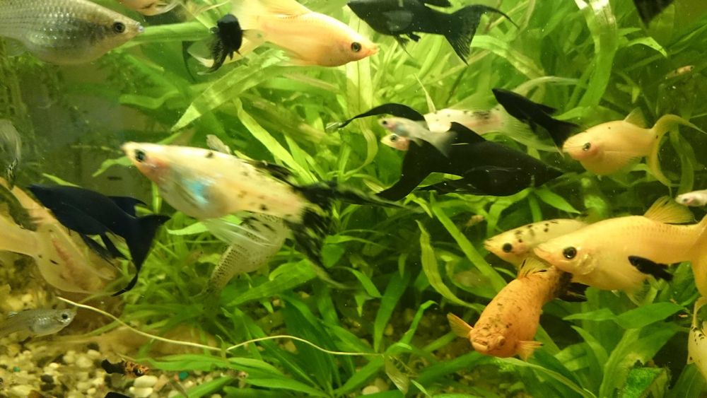 Piękne weloniaste molinezje księżycowe