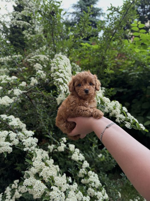 Яскраві Мальтипу Ф1/Ф2