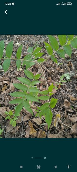 Саженцы грецкого ореха,фундука ,сумаха