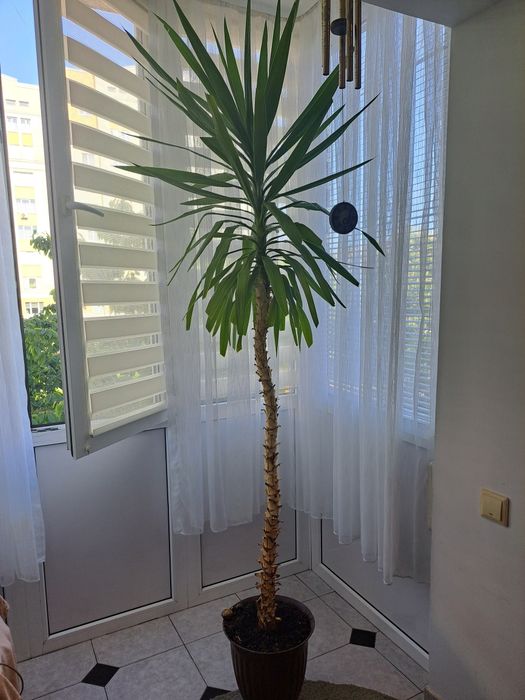 Продам розкішну юкку