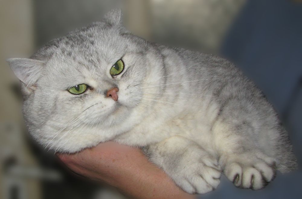 Шикарний британський хлопчик запрошує