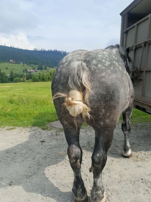 Wałach zimnokrwisty