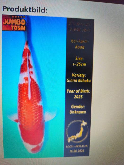 Kois dos melhores produtores japoneses