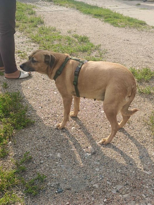 Oddam psa sunia kundelek