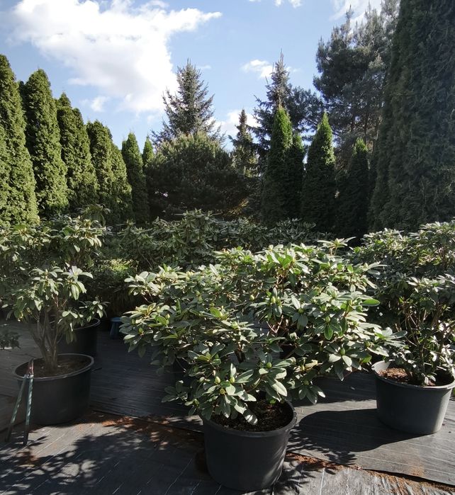 Rhododendron duży donica 90l.