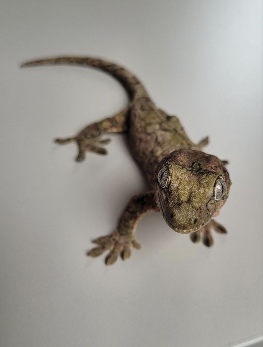 Gekon omszały samiec z terrarium