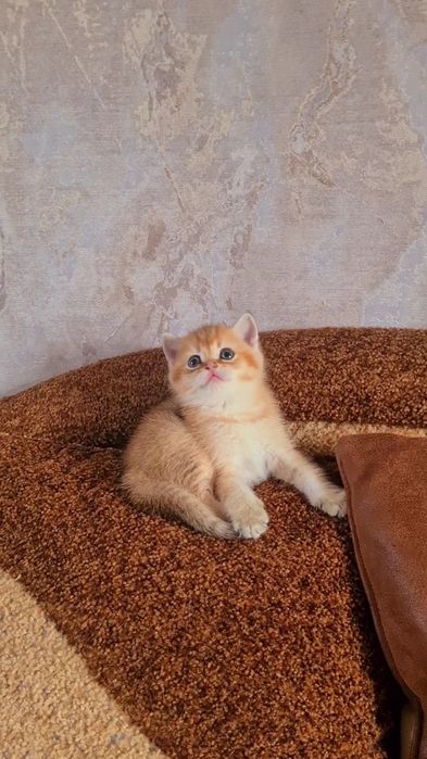 Мишка плюшевая золотая шиншилла