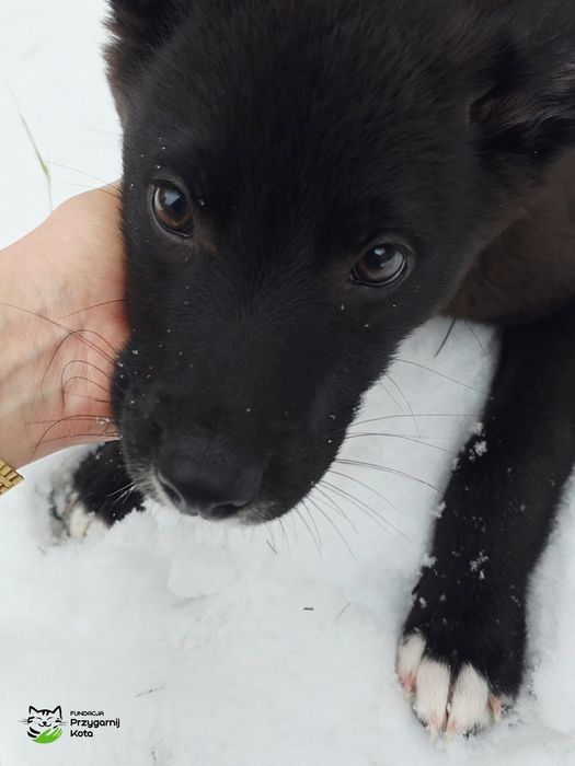 Maluszek szuka domku