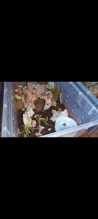 Aphonopelma seemanni samica 2,5dc