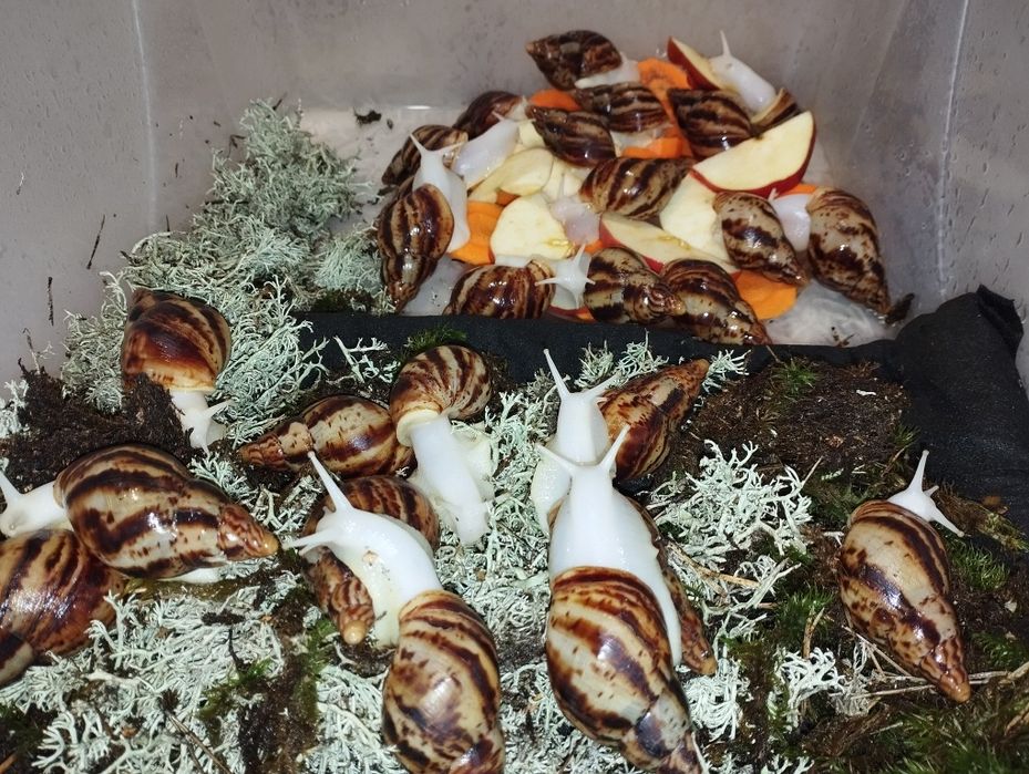 Ахатина Ретекулята Альбіно