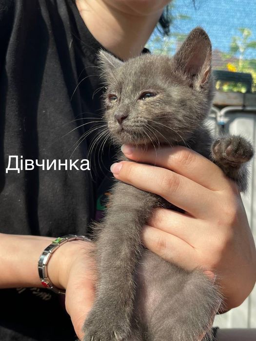 Кошенята в добрі руки