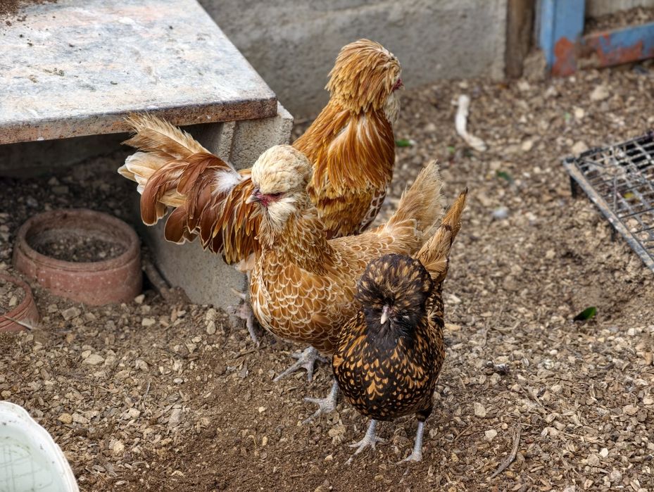 Galinhas lote de PADUANAS