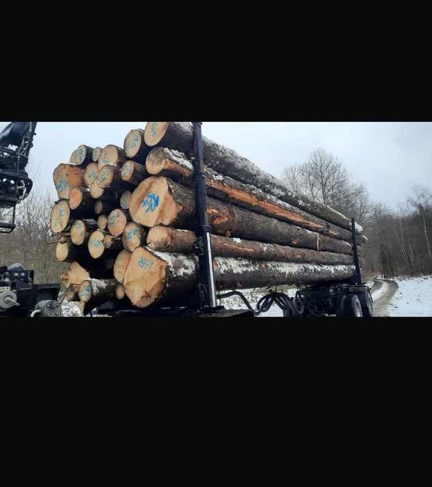 DREWNO OKRĄGŁE Tartaczne Świerk Surowy Dłużyca