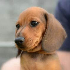 Пропонуємо щеня такси — з любов’ю вирощене!