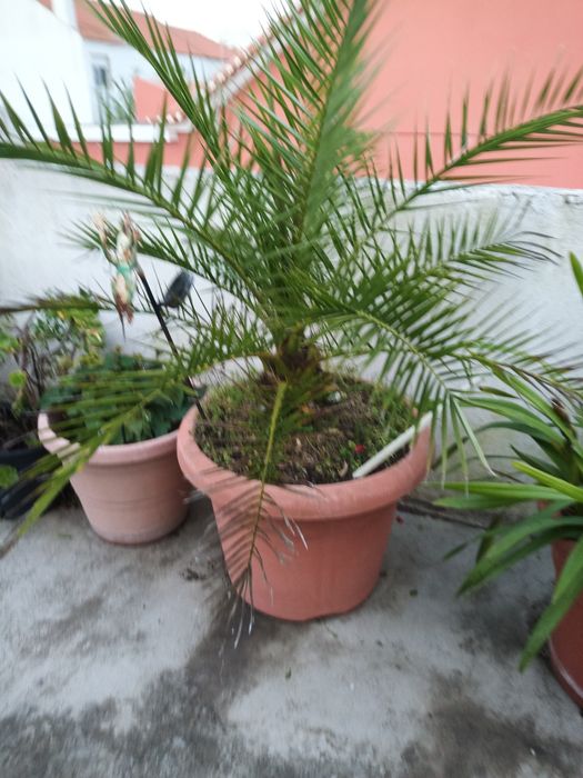 Plantas para jardim