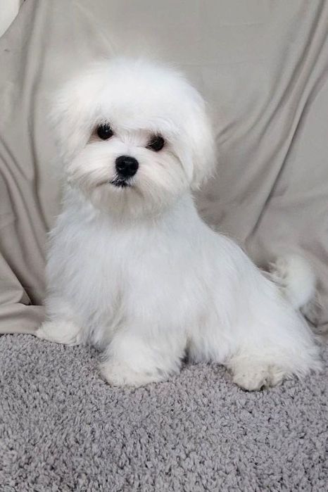 Мальтійська болонка