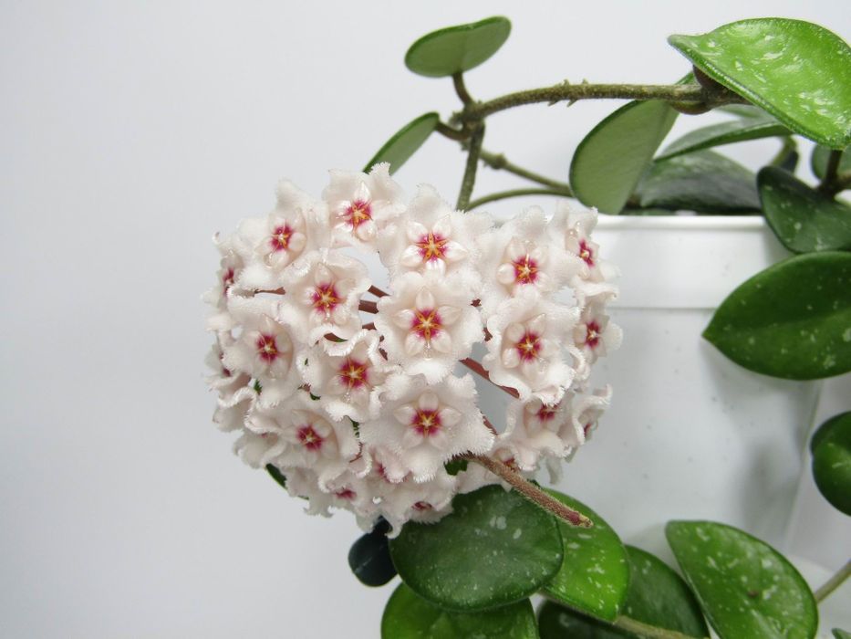 Хойї дрібнолисткові (зрізка) додані нові сорти