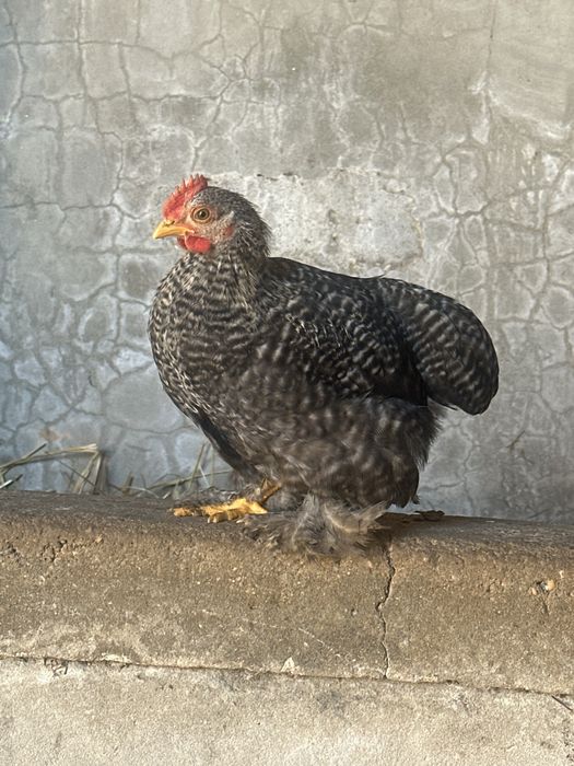 Garnizé Pekin (bantam) puro