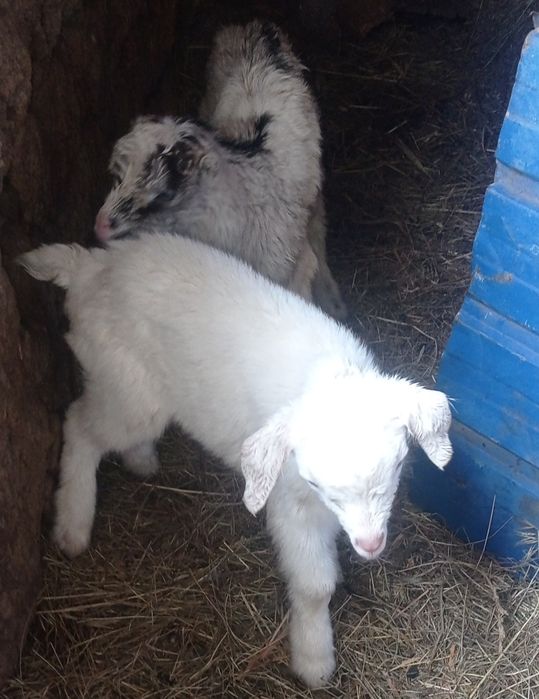 Козлики.Козлики ламанча