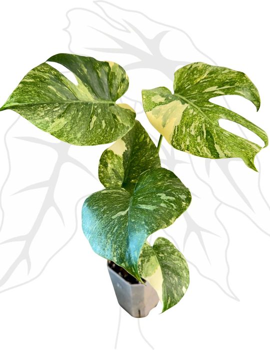 Monstera Legacy Ø-9 cm H-15 cm