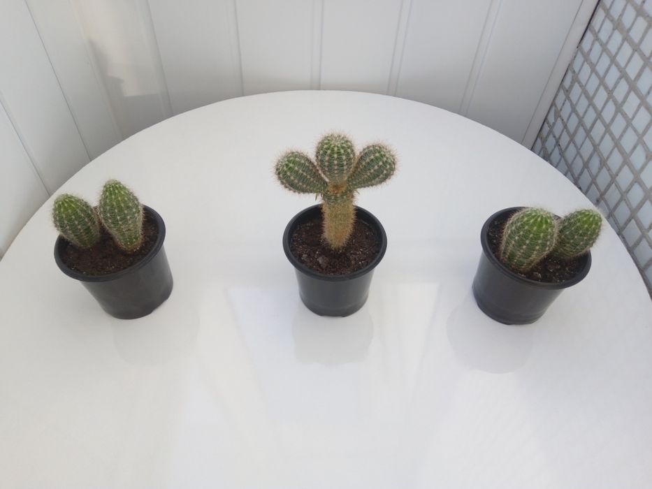 Продам кактусики