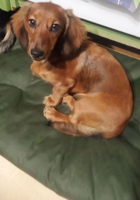 Цуценята мініатюрної довгошерстної такси, з документами клубу