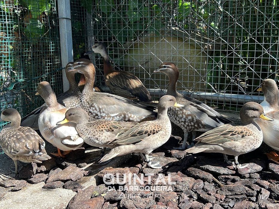 Anatídeos / Mignon, pardinha, pardilheira, ganso maned…