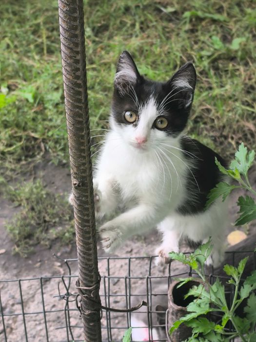 Віддам кішку 3 місяці, безкоштовно