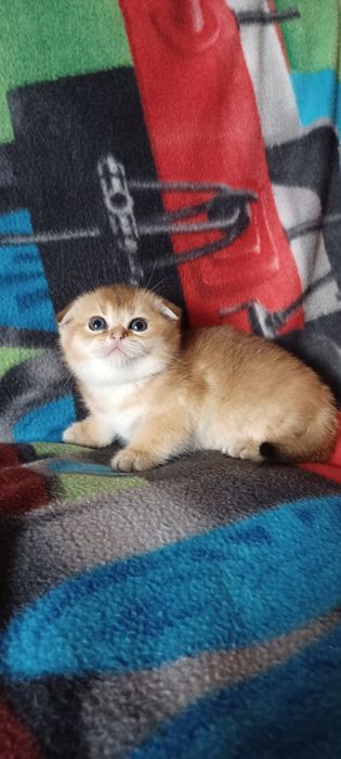 Золотая шиншилла девочка