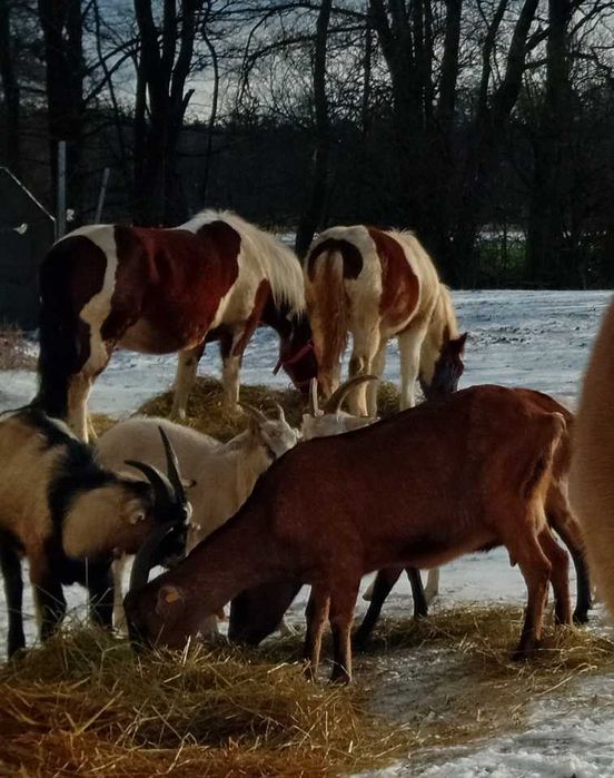 Sprzedam piękną, srokatą klacz i ogierka