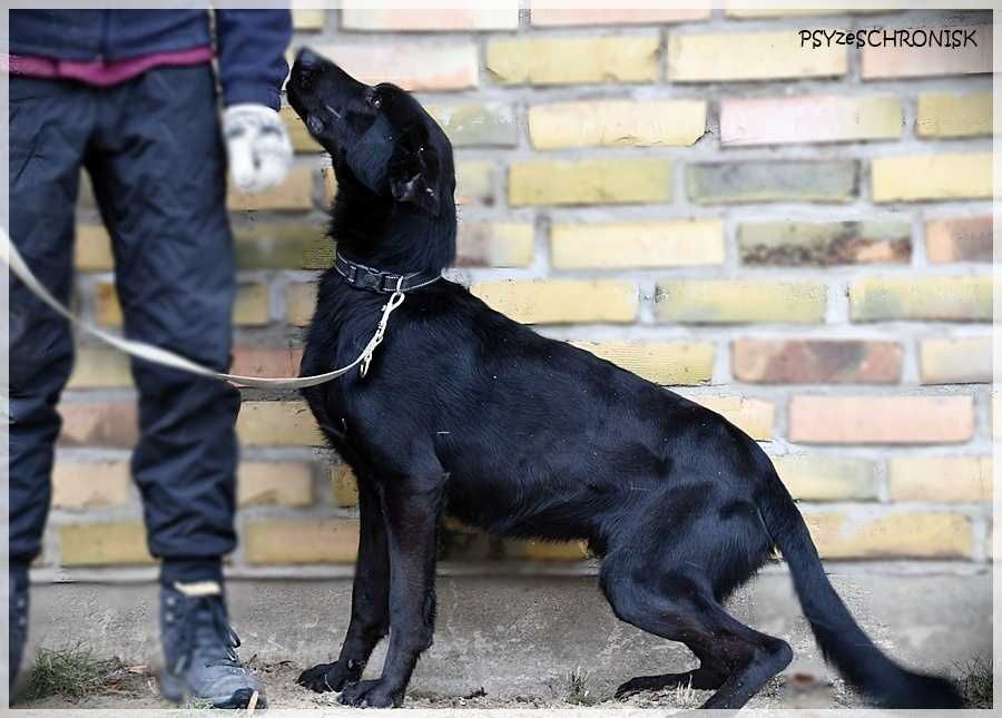 Mambo - uroczy psiak szuka kochającego domu