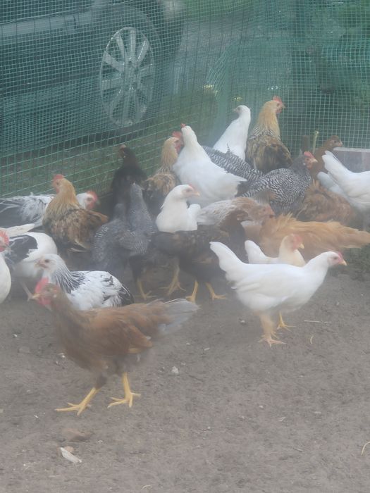 Kogutki 2 ,5 miesionca wloszki i arakulany 30zł sztuka