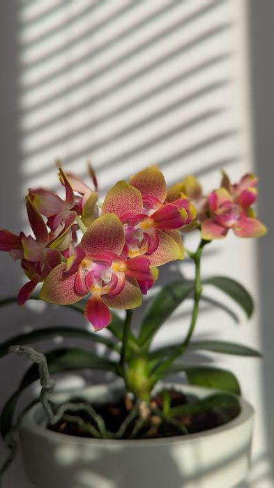 Орхідея триліпс ароматний