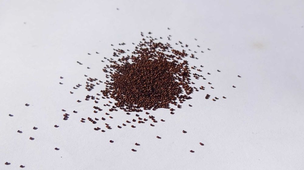 1000 Sementes Tabaco Virginia Gold Biológico Orgânico Natural Planta