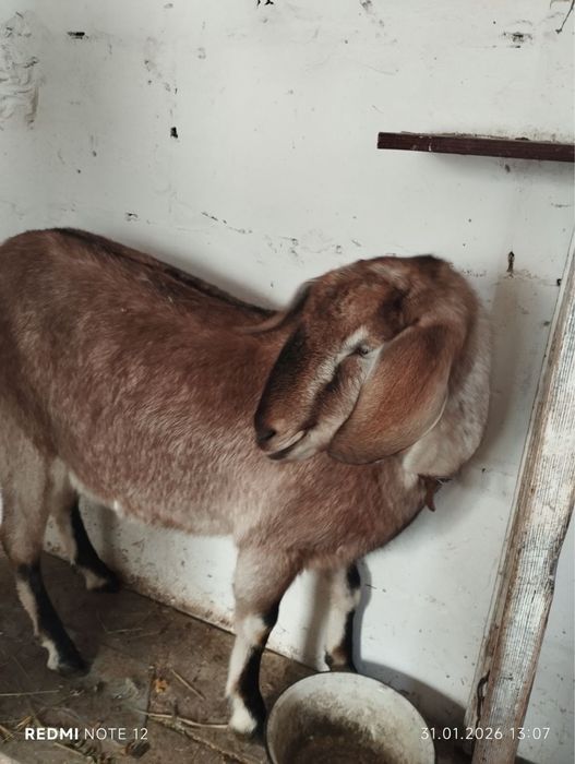 Продам молоду козу