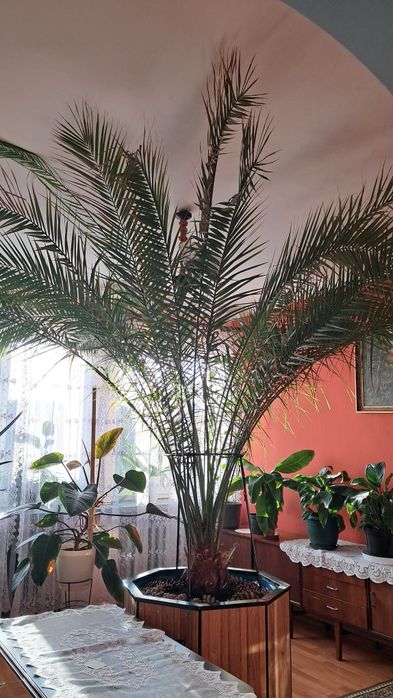 Palma daktylowa, daktylowiec kanaryjski ok 3m