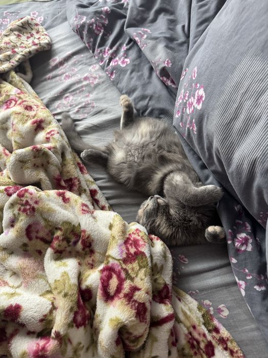 Вислоухая шотландская ласковая девочка котёнок в любящую семью