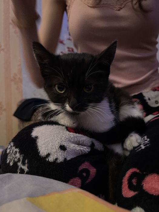 Кошеня в добрі руки