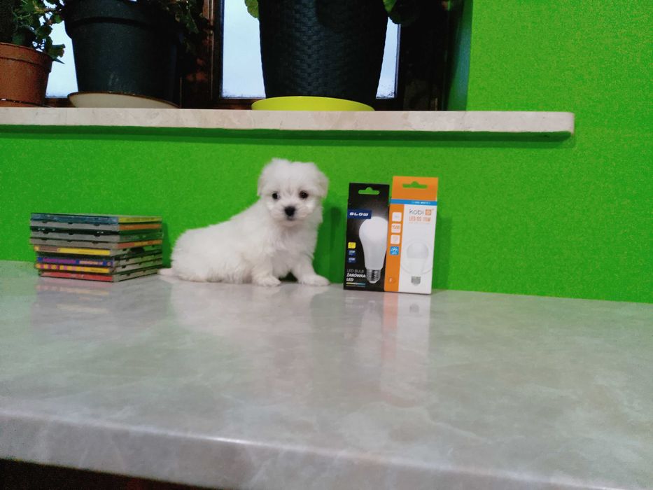 Maltańczyk szczeniaczek suczka.