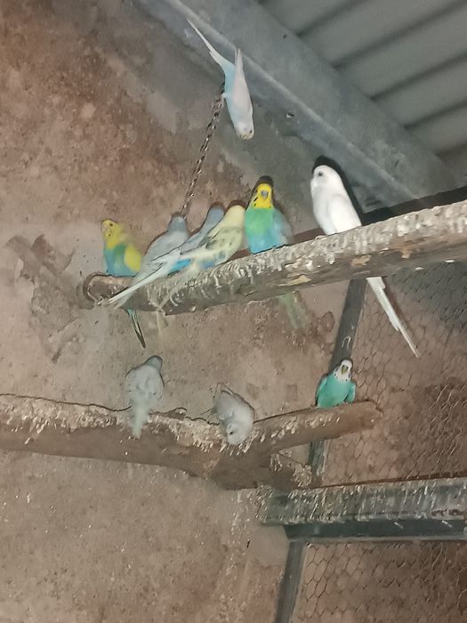 Piriquitos para vender