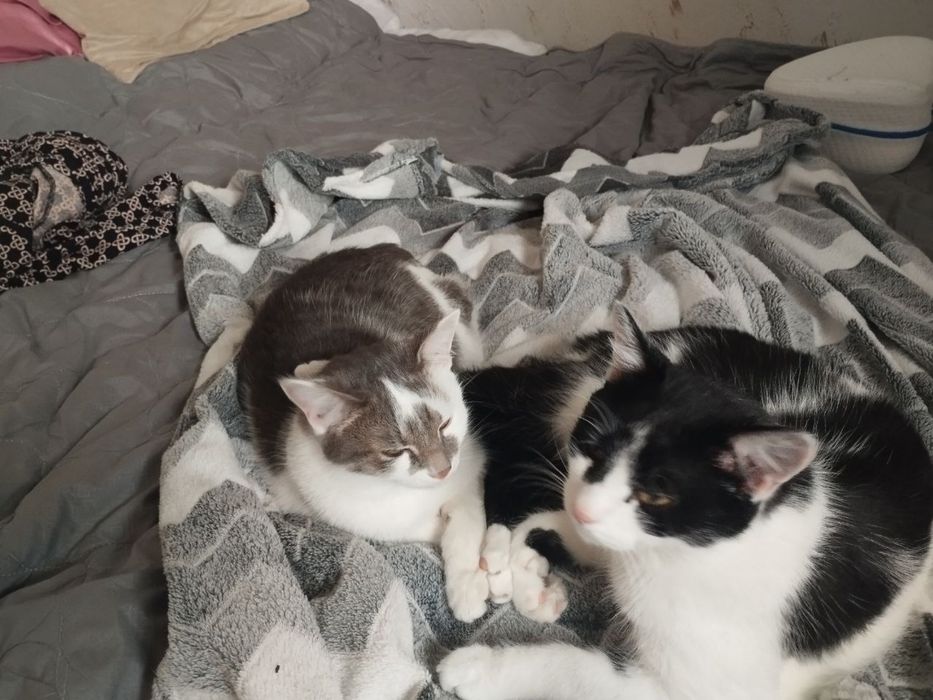Котики в добрі руки