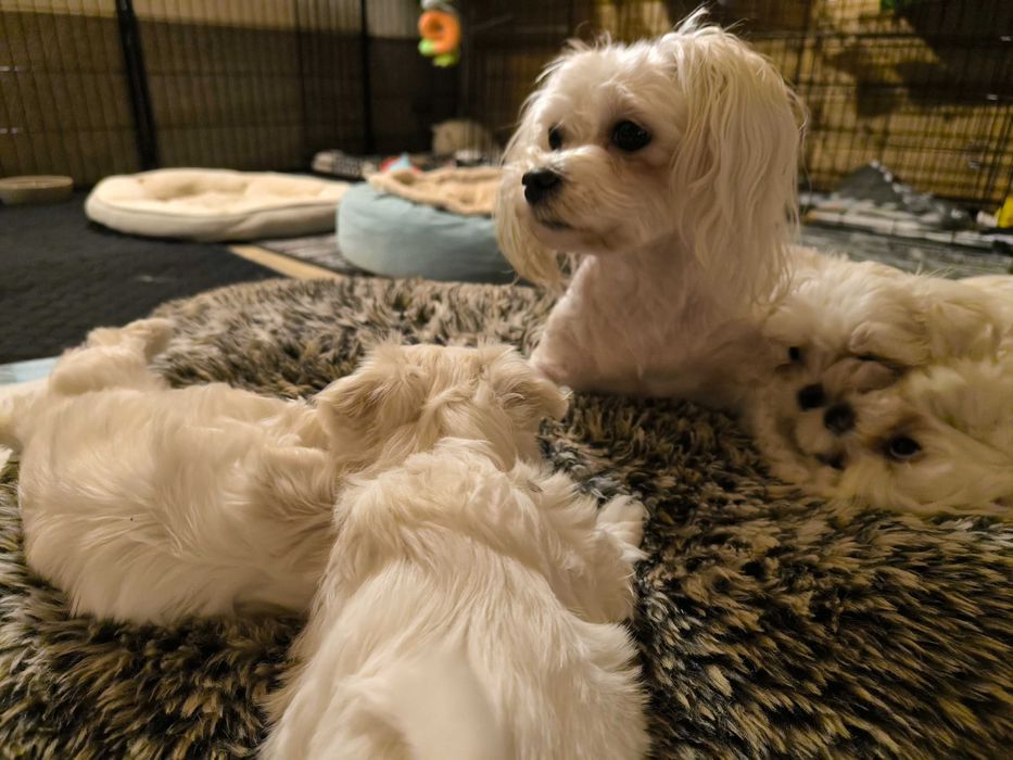 Śliczna sunia  Maltańczyk